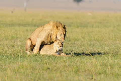 African lion