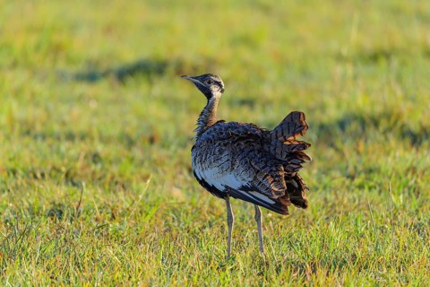 Black-bellied Bustard