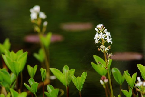 Bog bean