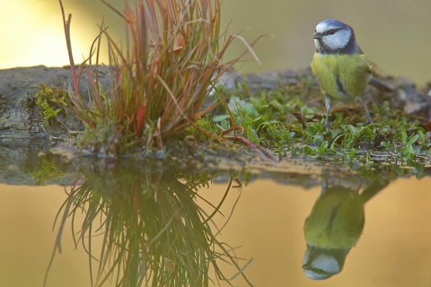 Blue Tit