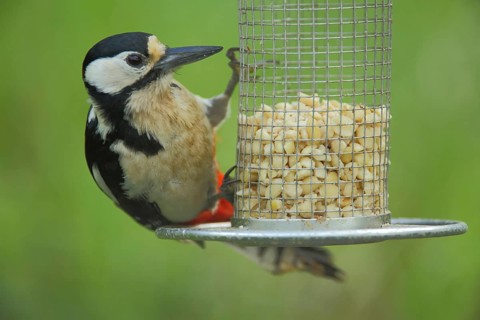 Female great spotted woodpecker