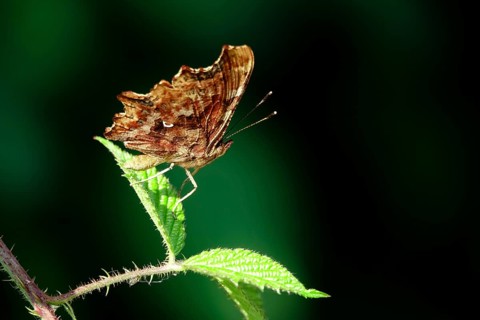 Comma