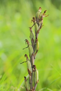 Fruiting spike of violet