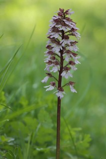 Northern marsh-orchid