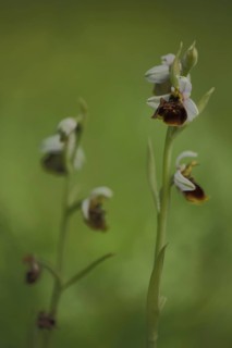 Two Bumblebee Ragworts