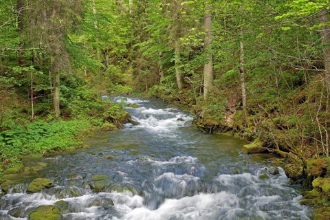 Mountain stream with rapids