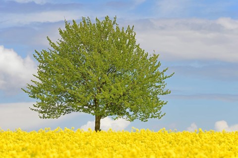 Solitary tree