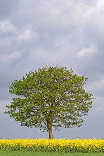 Maple