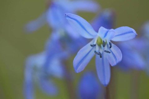 Flower of the alpine squill