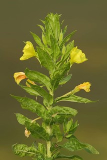 Common evening primrose