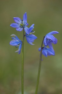 Alpine squill