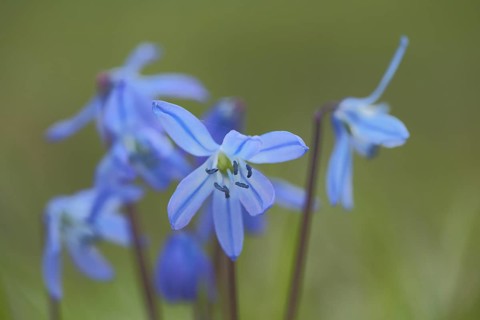 Alpine squill