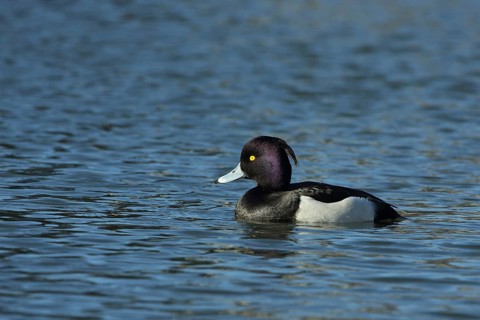 Male Tufted Duck