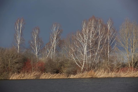Lake landscape with birch trees and lake in winter near Gundelfingen