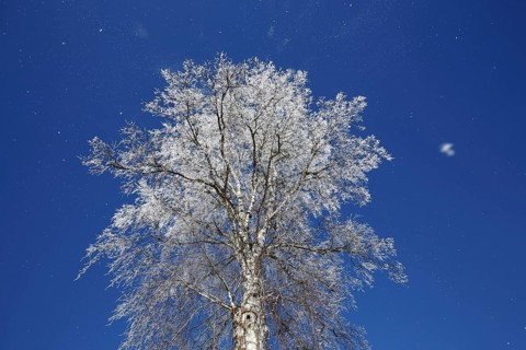 Warty birch