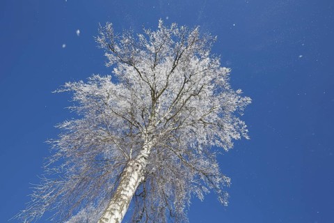 Warty birch