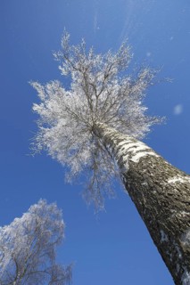 Warty birch