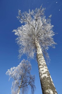 Two warty birches