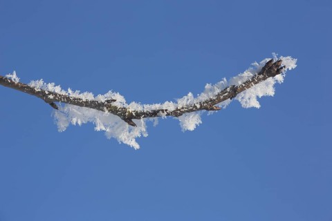 Branch in detail of field maple