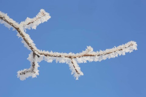 Branch in detail of field maple