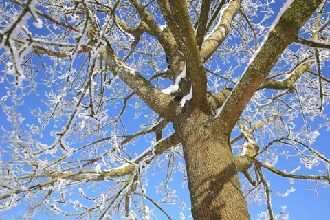 Field maple