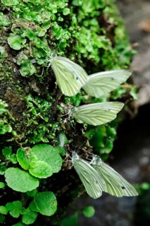 Green veined white butterfly