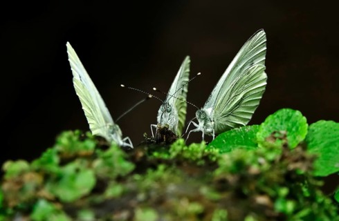 Green veined white butterfly