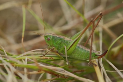Two-coloured bite-cricket