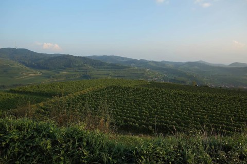 View of vineyards and Totenkopf from the Mondhalde