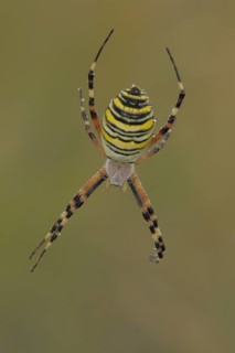 Wasp spider