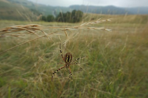 Wasp spider
