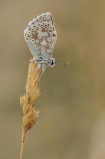 Adonis blue