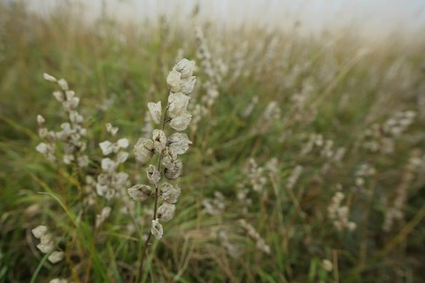 Meadow with