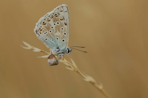 'Snail butterfly' Sky Blue