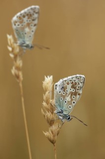 Two adonis blue