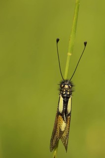 Owly sulphur
