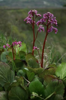 Heartleaf bergenia