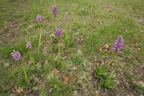 Group of helmet orchids