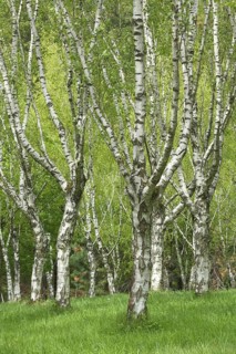 Birch forest with warty birch