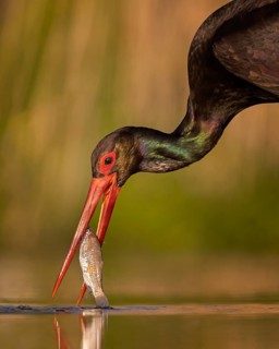 Black Stork