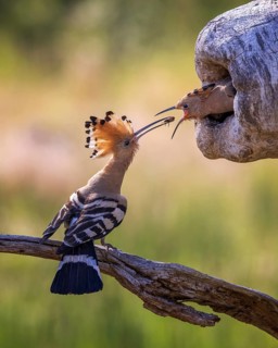 Hoopoe