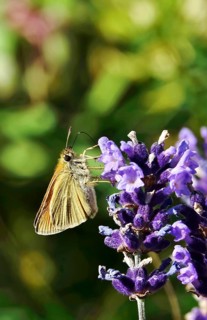 Essex skipper