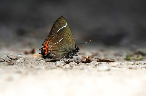 Splendid elm fritillary