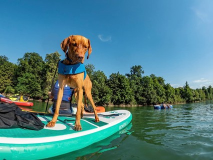 Young Magyar Vizsla on a Stand-Up Paddle Board