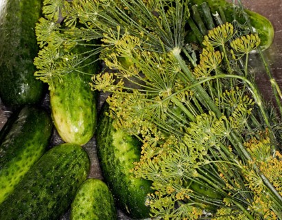 Pickling cucumbers and dill