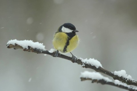 Great tit