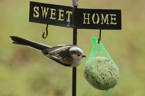 Northern European white-headed bushtit