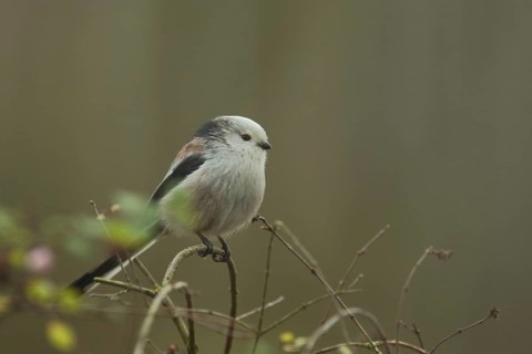 Northern European white-headed bushtit