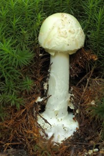 False death cap