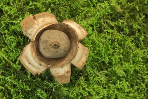 Fringed earthstar